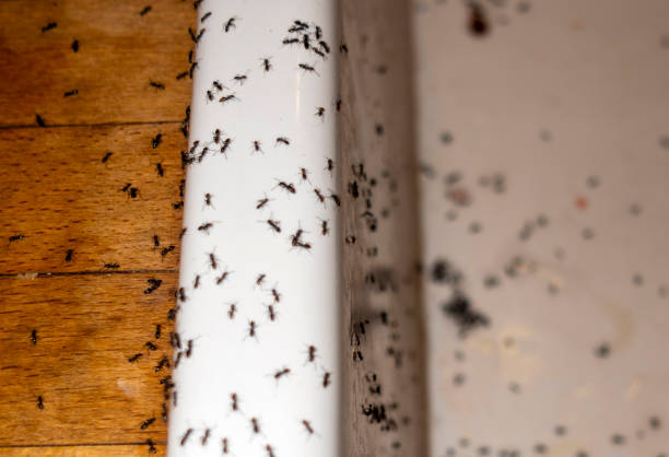 Pest Control Cost in South Milwaukee, WI